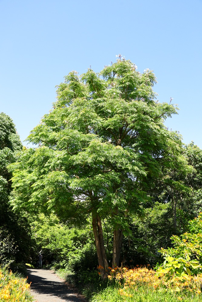 Radermachera sinica - Canton Lace or China Doll tree in summer at Auckland Botanical Gardens