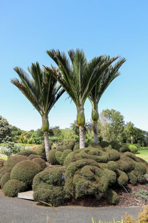Rhopalostylis sapida 'Chathamica'- Pitt or Chatham Island Nikau TRees in Auckland Botanical gardens