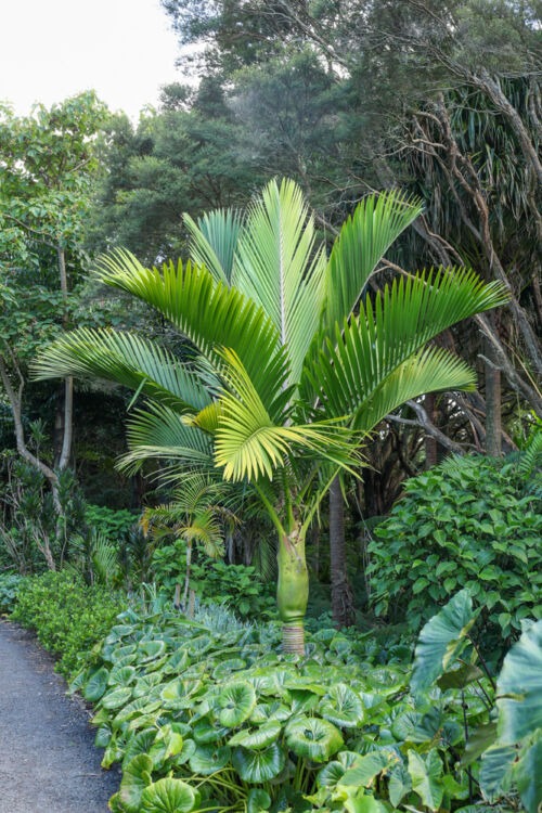 Rhopalostylis baueri var. cheesemanii - Kermadec Island Nikau palm in Auckland Botanical gardens