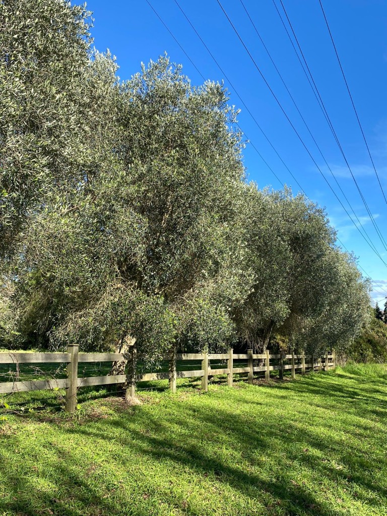 Olea Europea tree line as a screen