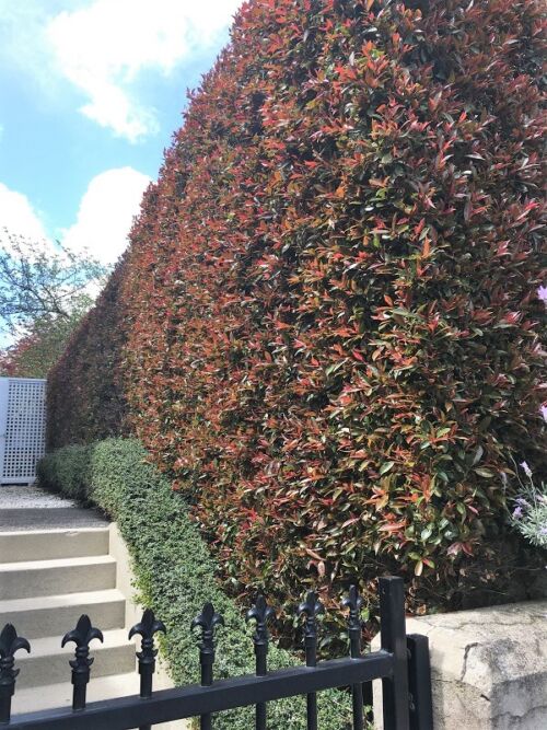 Syzygium australe 'Resilience' - Psyllid Resistant Lilly Pilly hedge