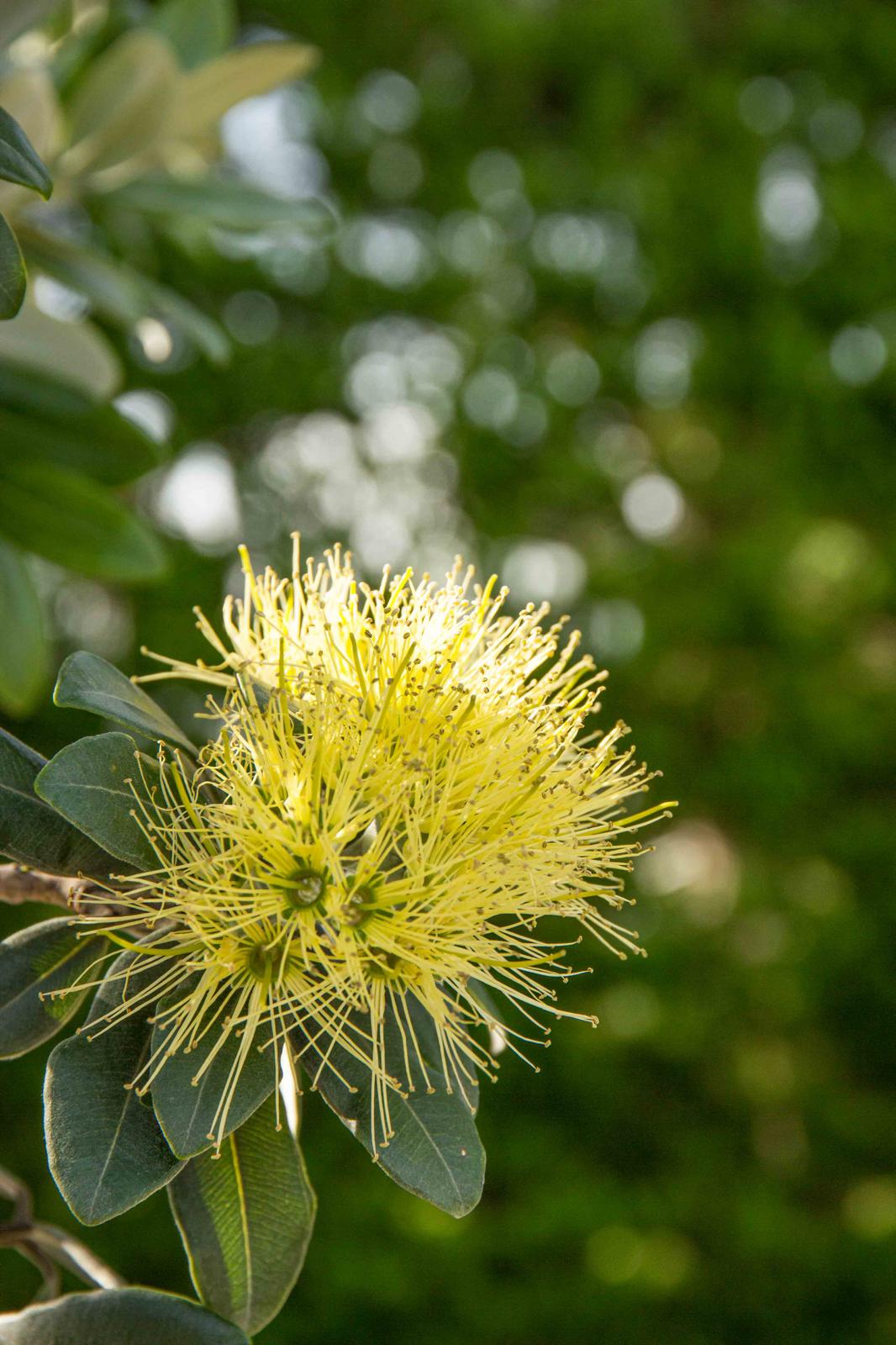 Metrosideros excelsa 'Moon Maiden' yellow flower in december