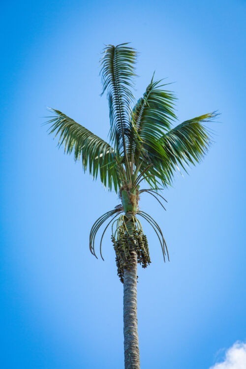 Howea forsteriana - Kentia Palm trunk and foliage
