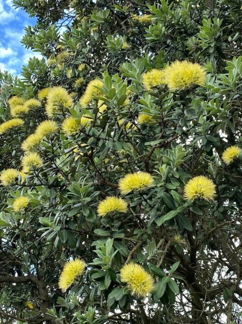 Metrosideros excelsa 'Moon Maiden' yellow summer flowers in december