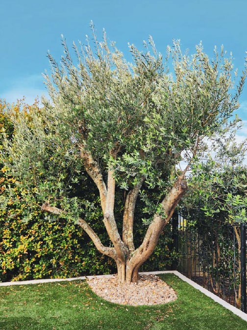 Mature Olive Trees