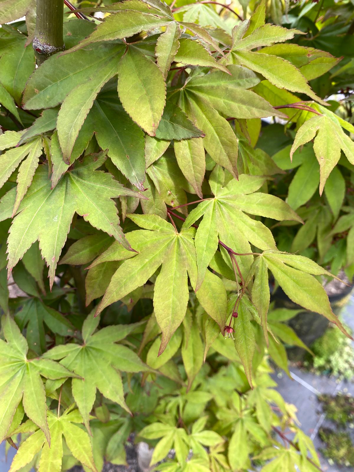 Acer palmatum 'Osakazuki' new spring foliage