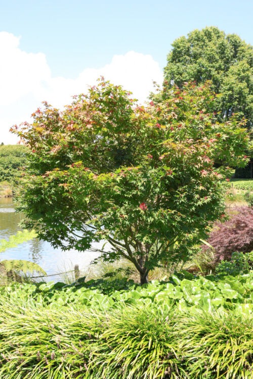Acer palmatum 'Osakazuki' tree in Auckland Botanical gardens