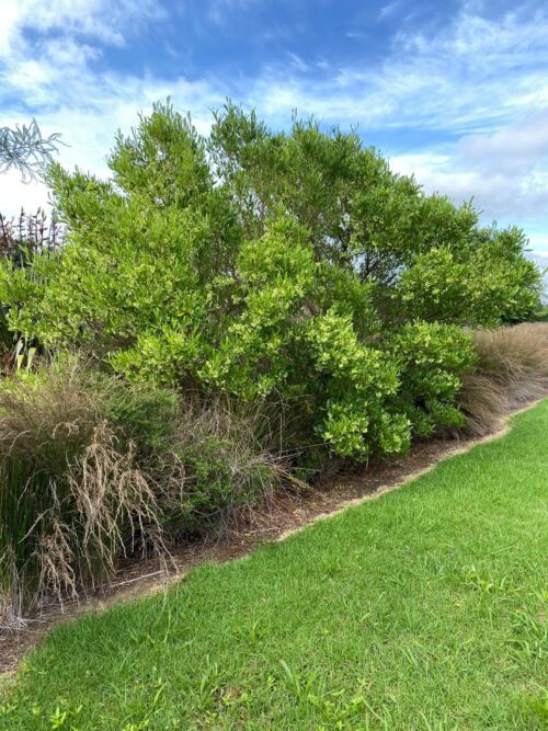 Dodonaea viscosa - Ake ake tree in a park setting