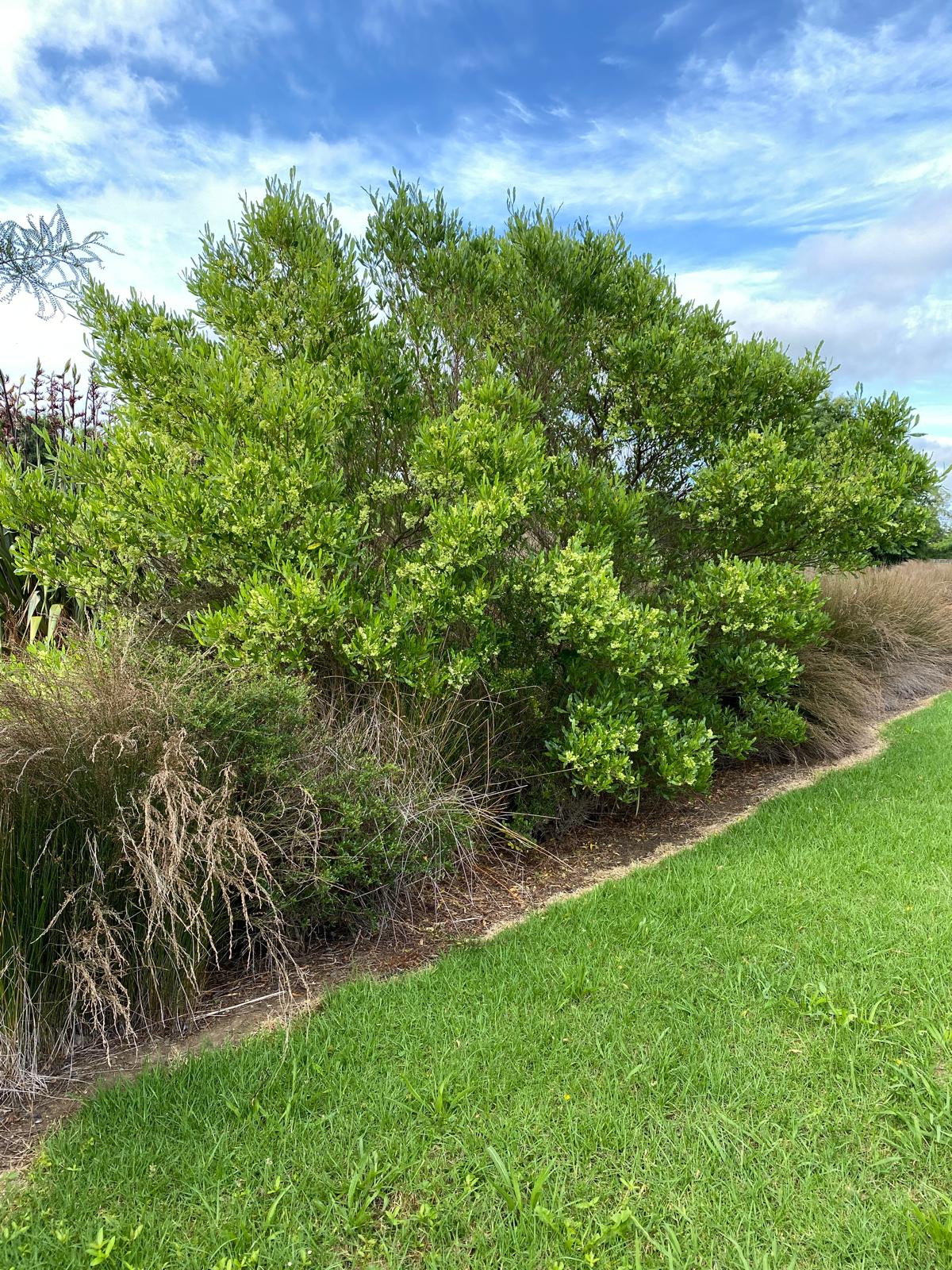 Dodonaea viscosa - Ake ake tree in a park setting