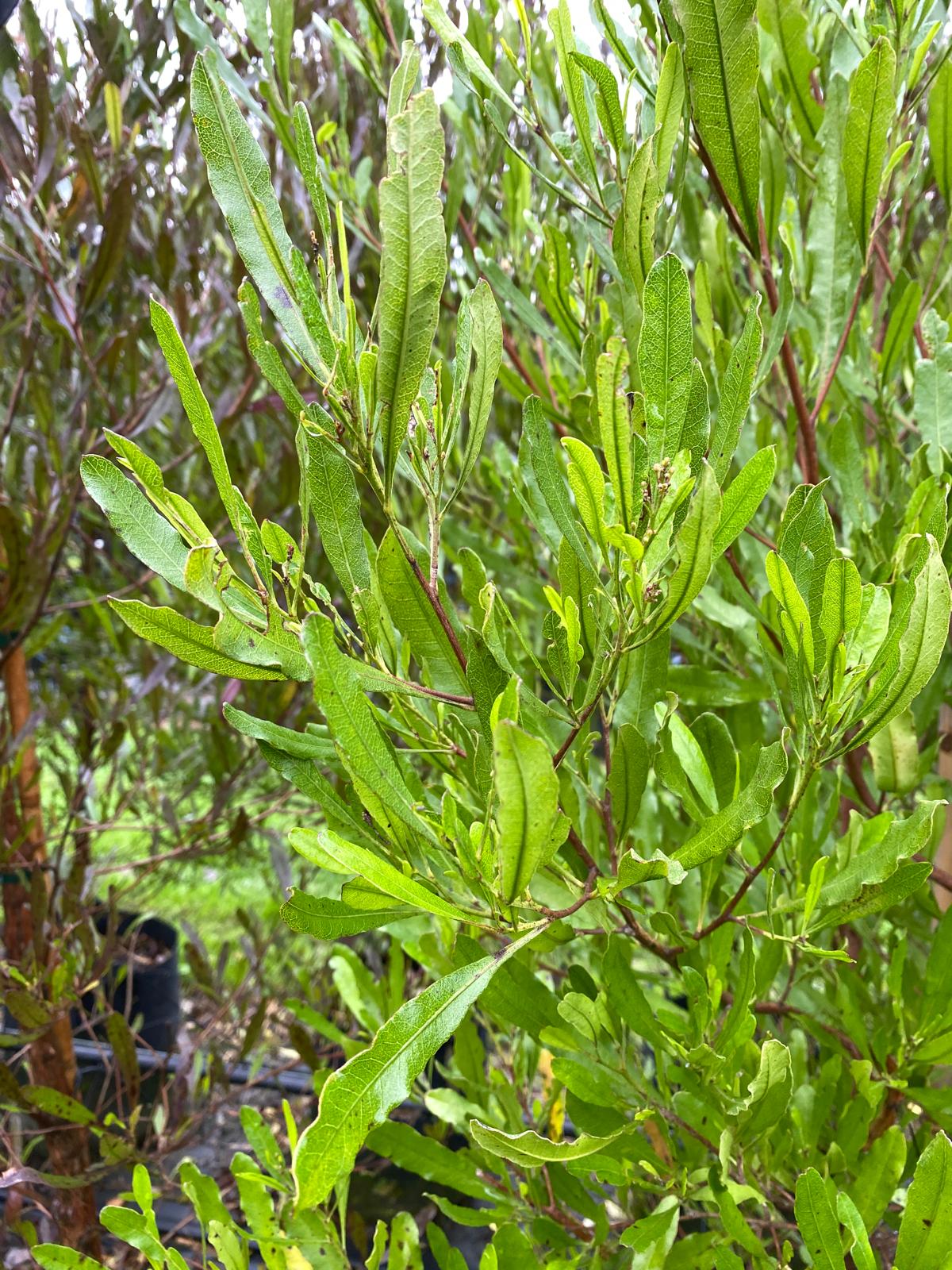 Dodonaea viscosa - Akeake green foliage
