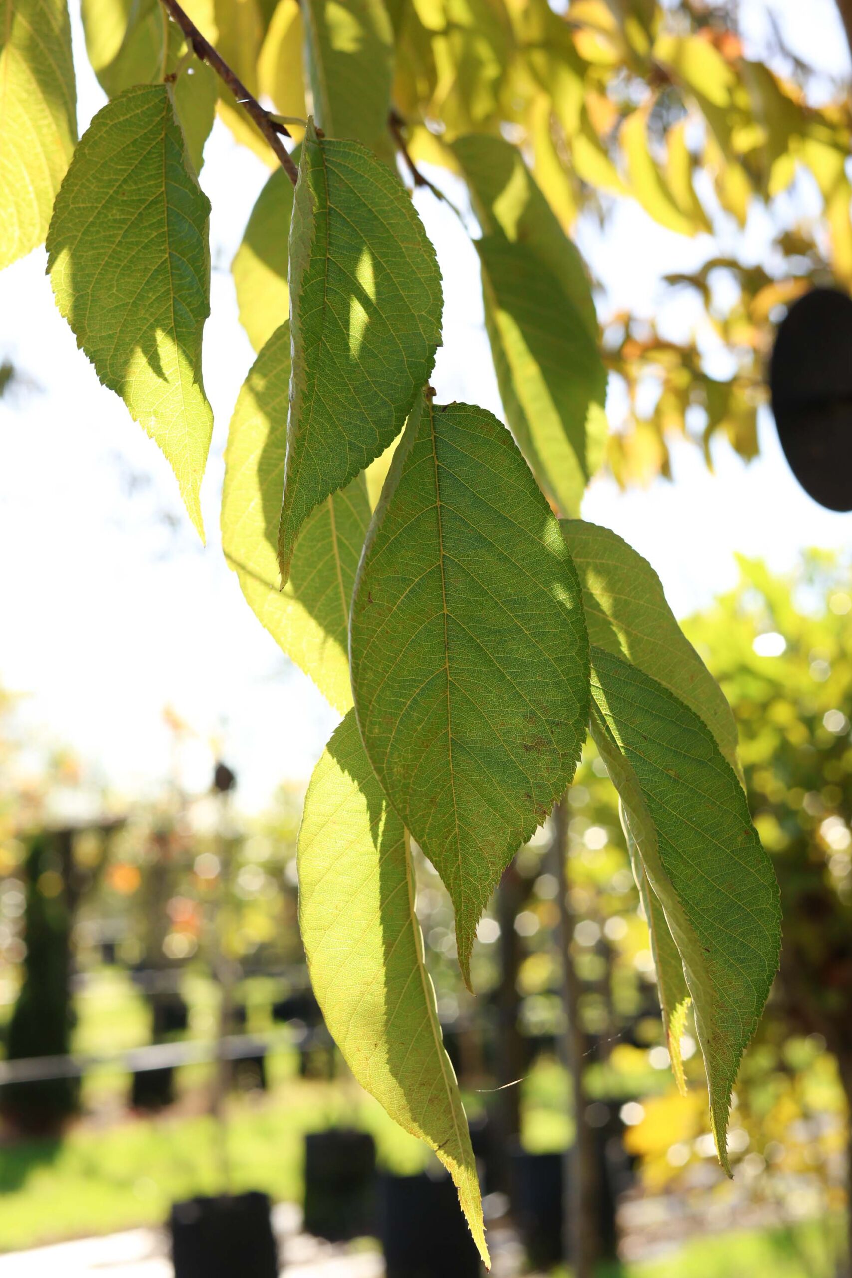 Prunus yedoensis 'Te Mara' deciduous flowering cherry, summer leaves
