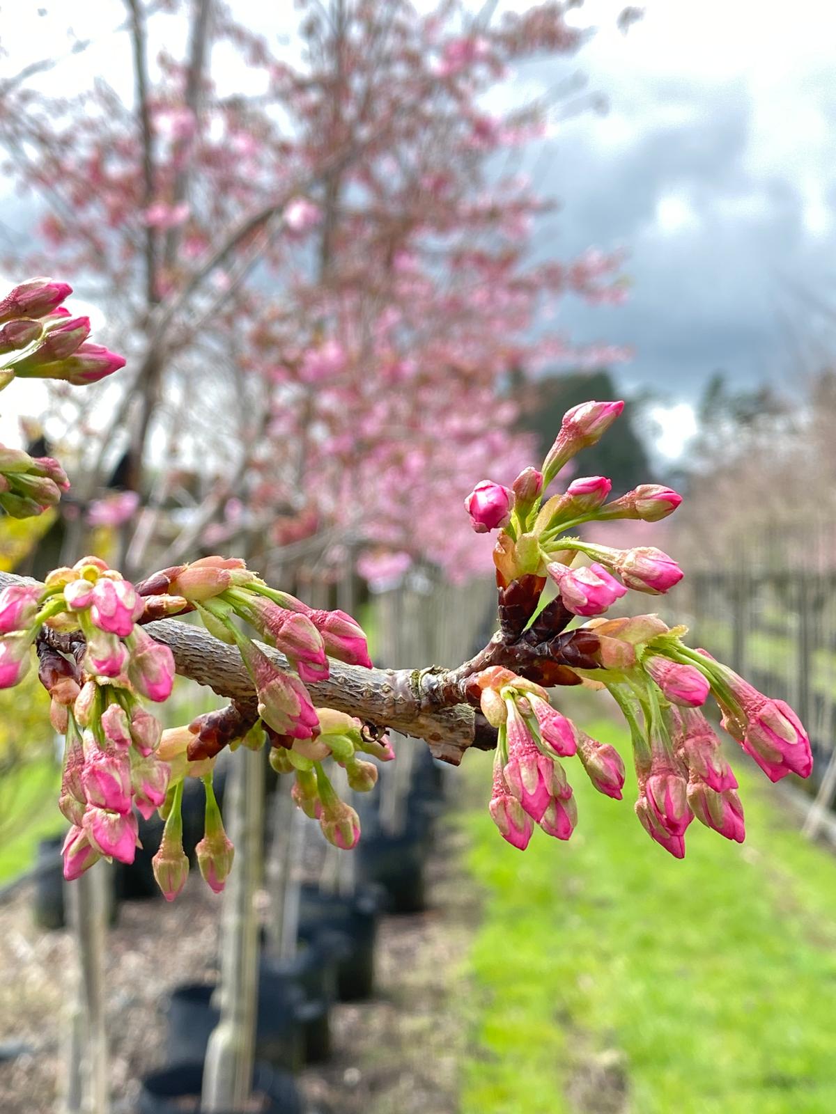 Prunus yedoensis - 'Te Mara' new spring buds