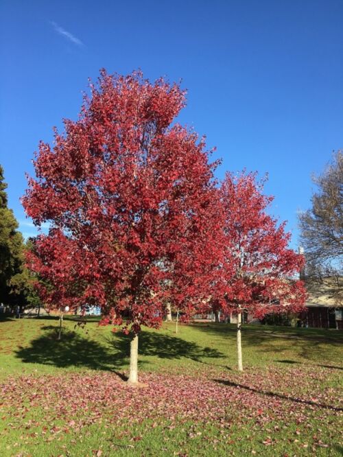 Acer rubrum ‘Autumn Glory’ - Red Canadian Maple trees in a park