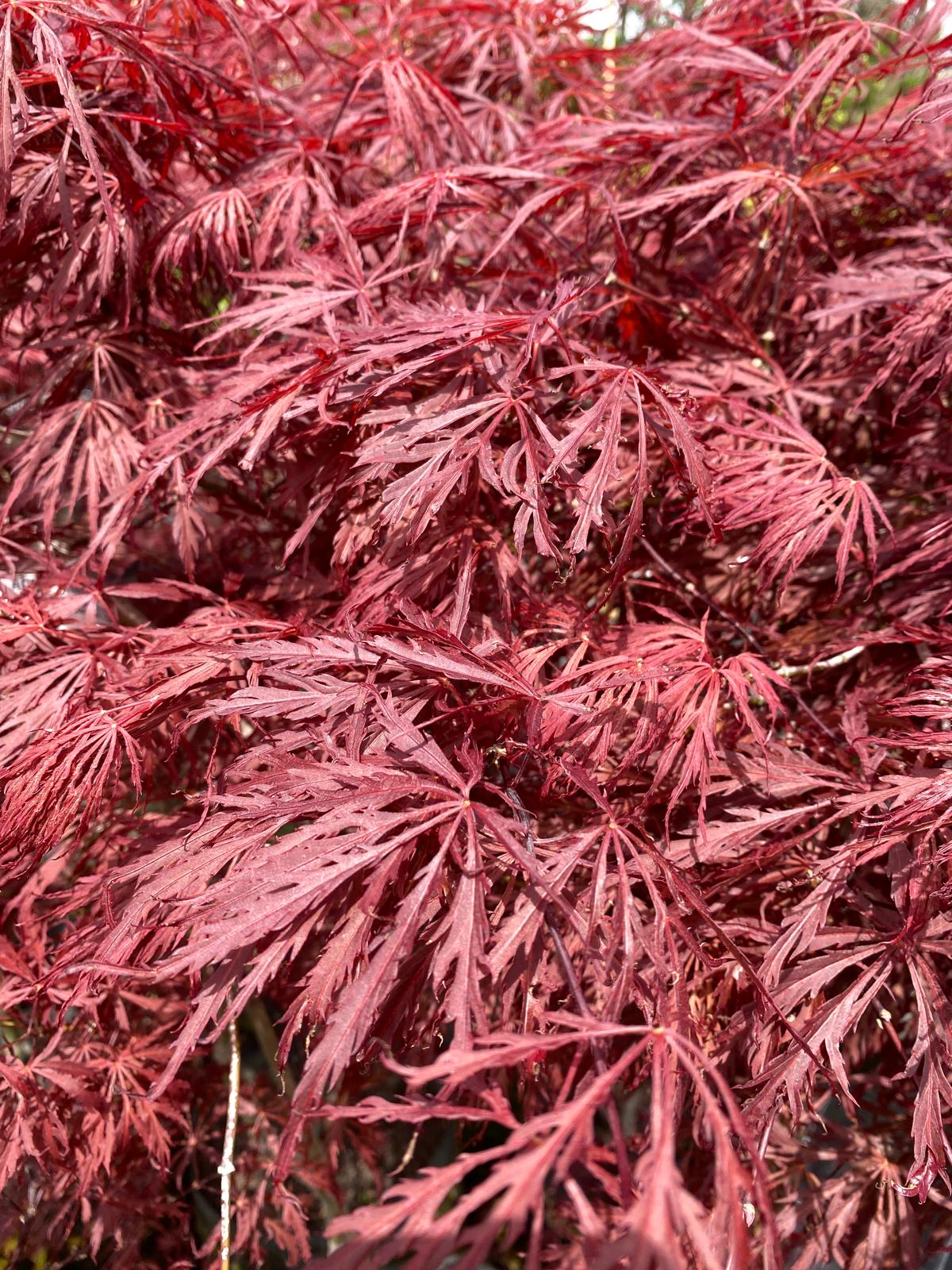 Acer palmatum dissectum 'Crimson Queen' Spring red-purple foliage