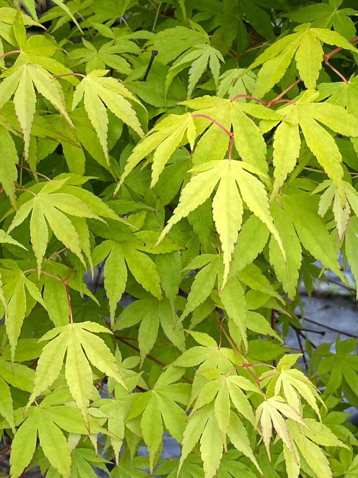 Acer palmatum ‘Katsura’ green foliage
