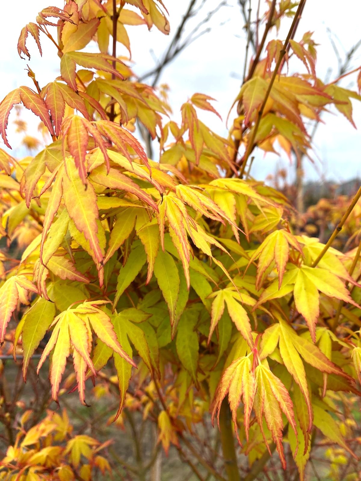 Acer palmatum ‘Katsura’ spring yellow foliage
