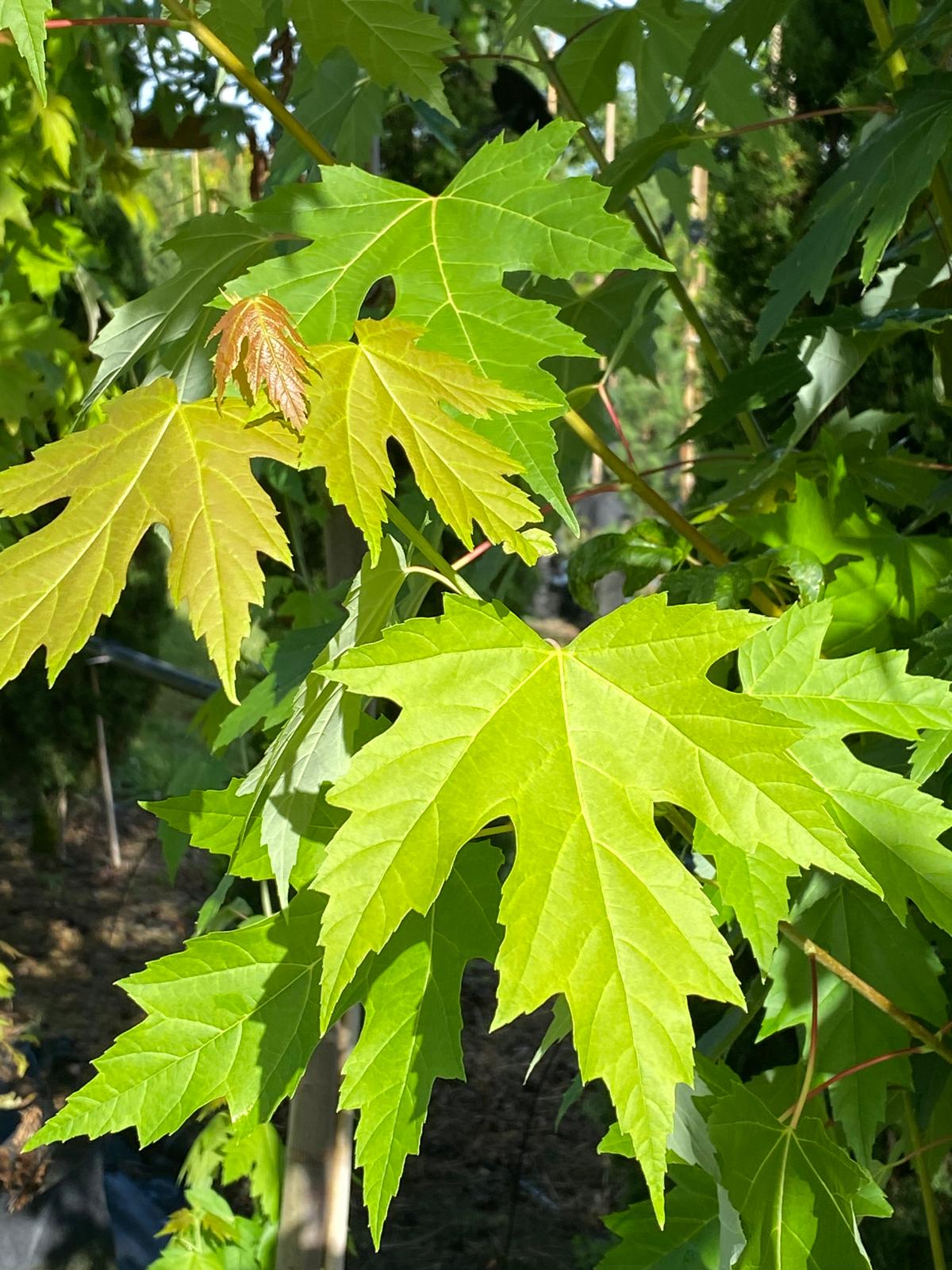 Acer saccharum - Sugar Maple green summer foliage summer