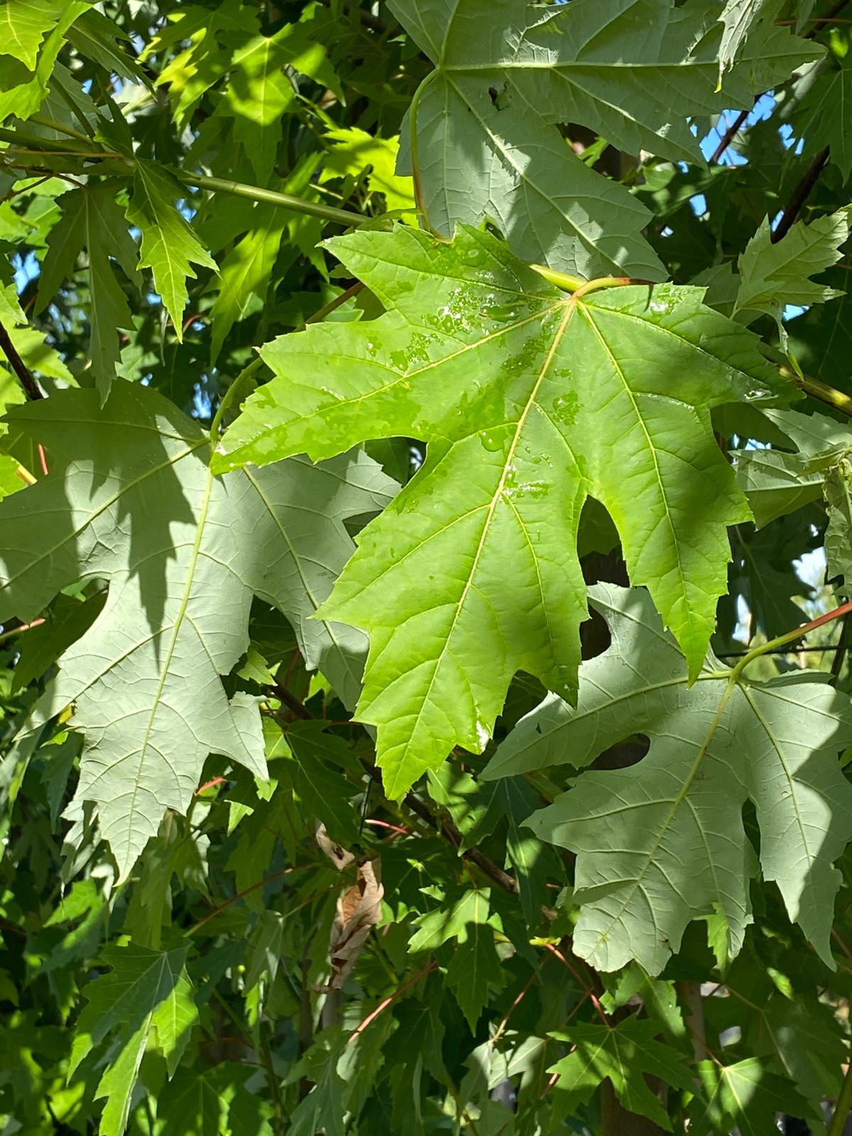 Acer saccharum - Sugar Maple green summer foliage and silver underside