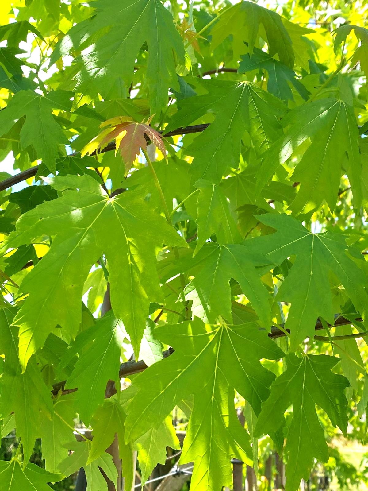 Acer saccharum - Sugar Maple green summer leaves
