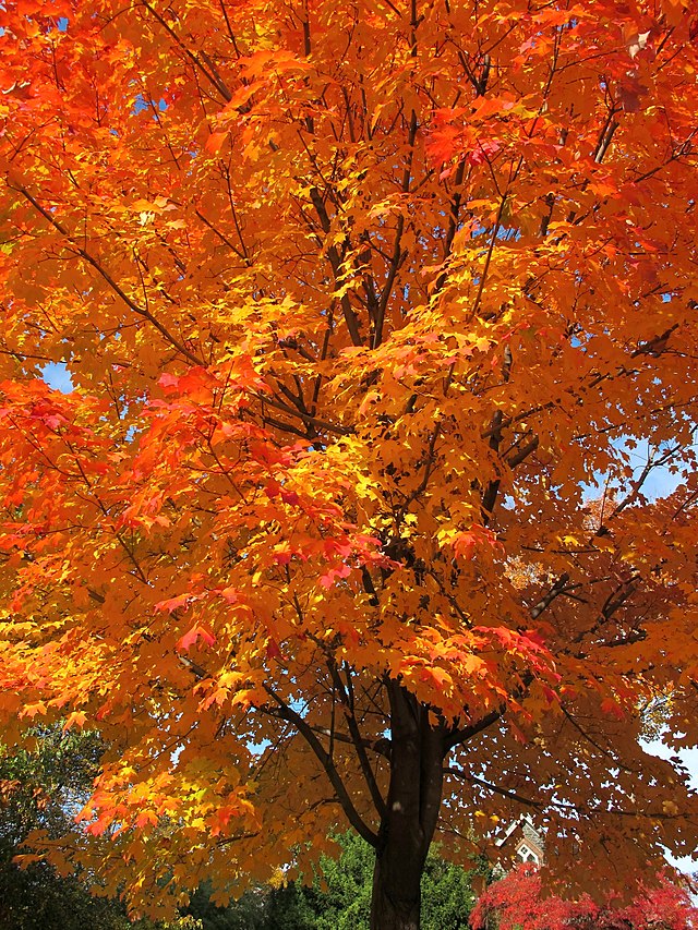 Acer saccharum - Sugar Maple, Source of Maple syrup, Large broad growing, leaves of red, orange, and yellow in autumn. Leaf is the national symbol of Canada.