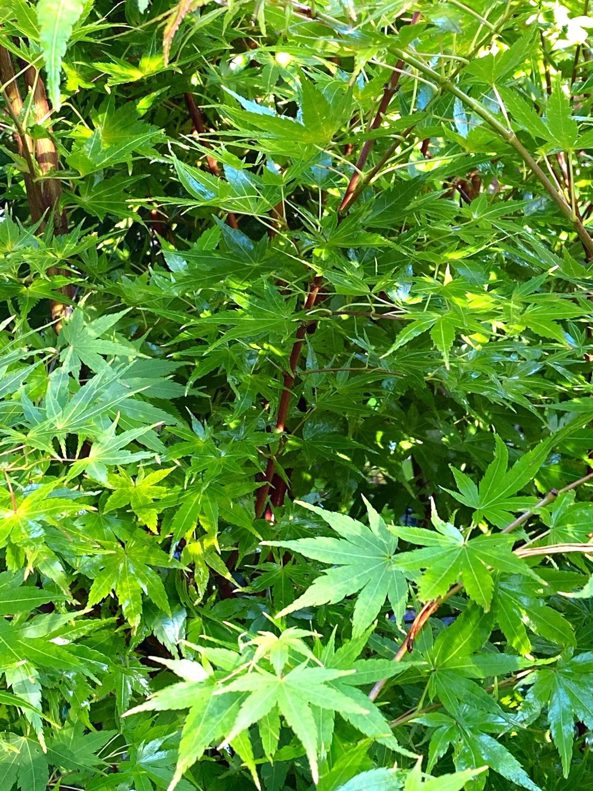Acer palmatum ‘Senkaki’ - Coral Bark Maple green summer foliage