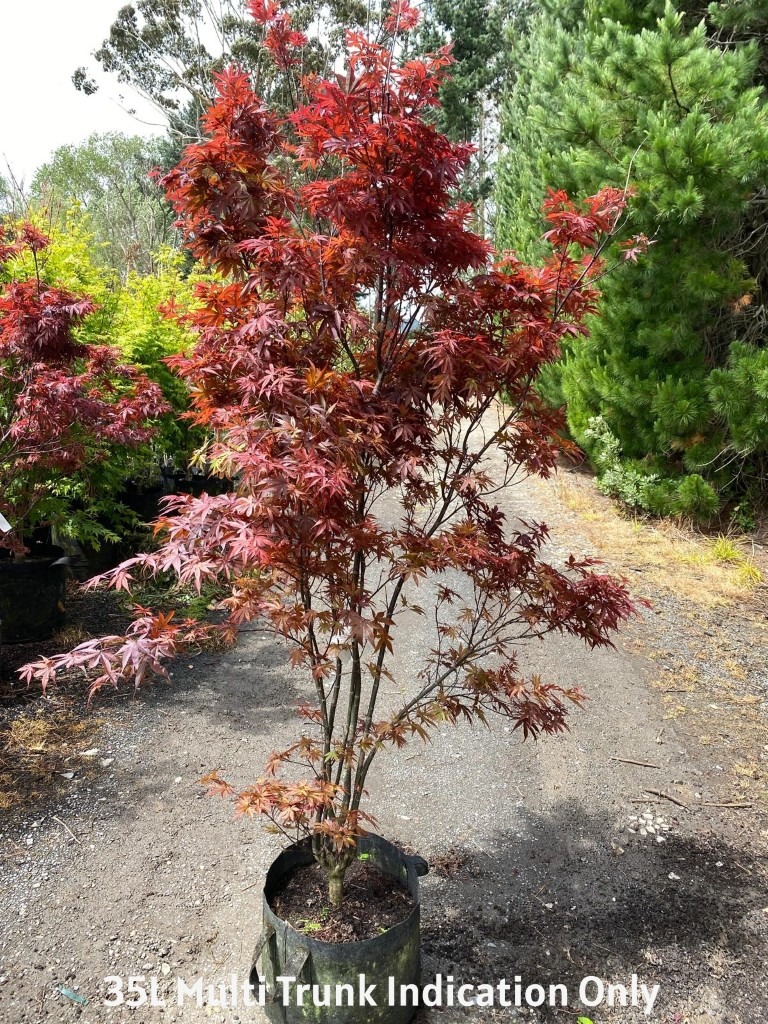 Acer palmatum ‘Skeeters Broom’ 35L Nursery Specimen