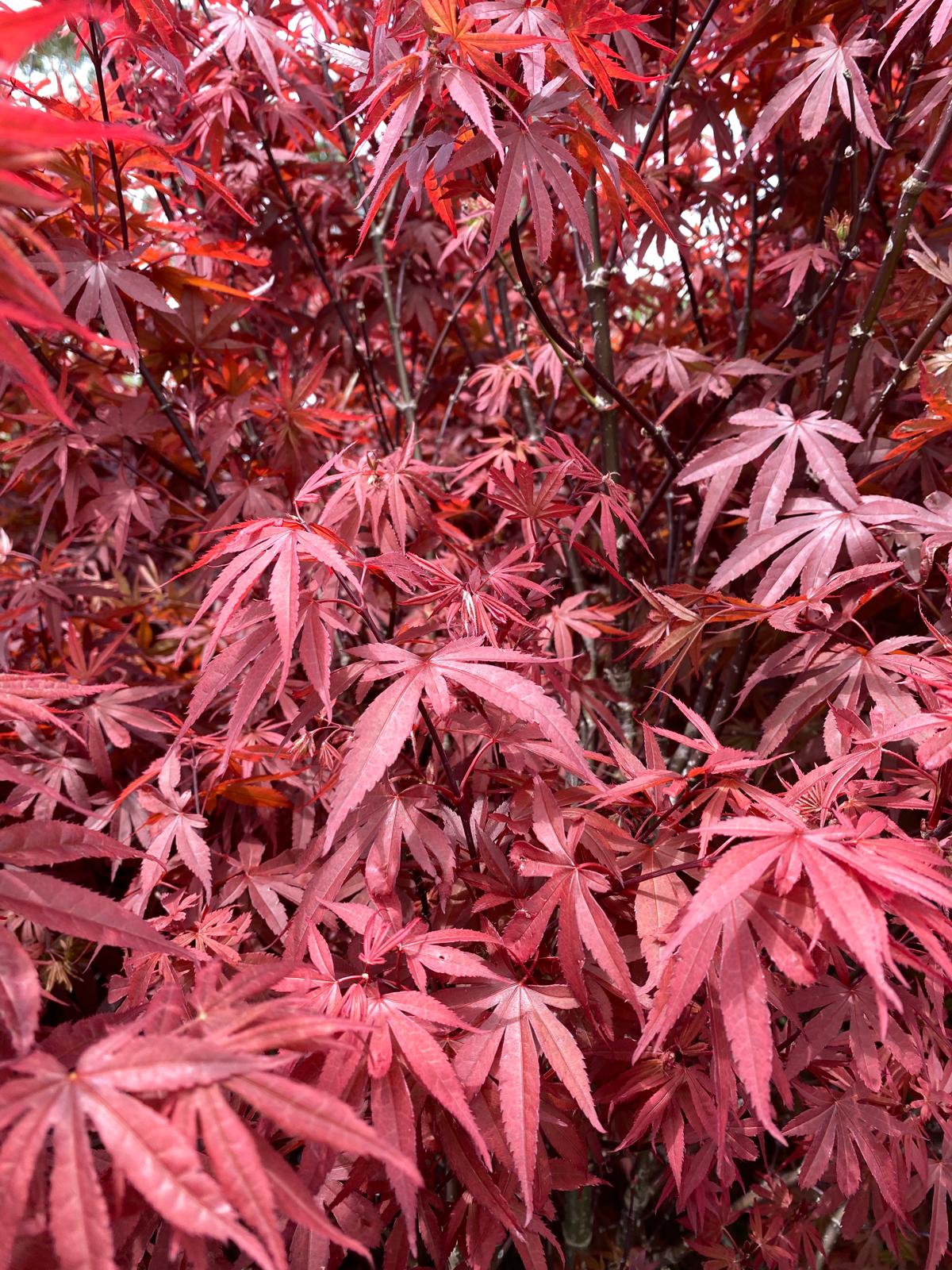 Acer palmatum ‘Skeeters Broom’ Red Spring Foliage