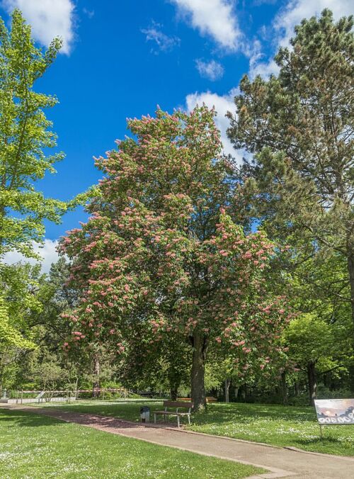 Aesculus carnea - Red Horse Chestnut tree in a park in flower