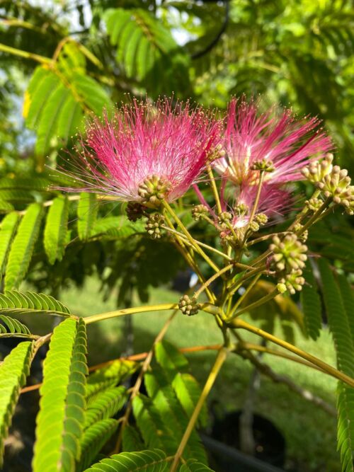 Albizia julibrissin rosea - Silk Tree, dark pink and white blossoms