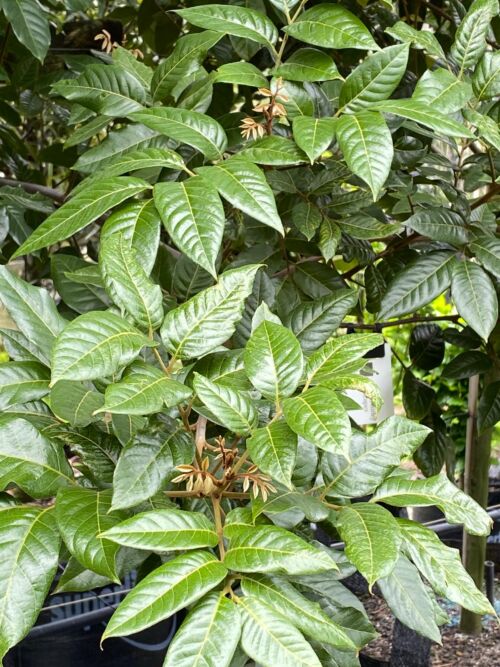 Alectryon excelsus subsp. 'Grandis' - Three Kings Island Titoki foliage