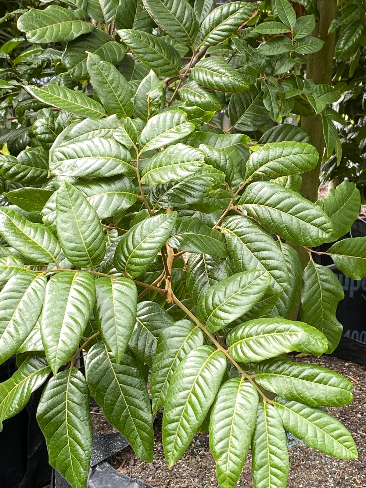 Alectryon excelsus subsp. 'Grandis' - Three Kings Island Titoki foliage