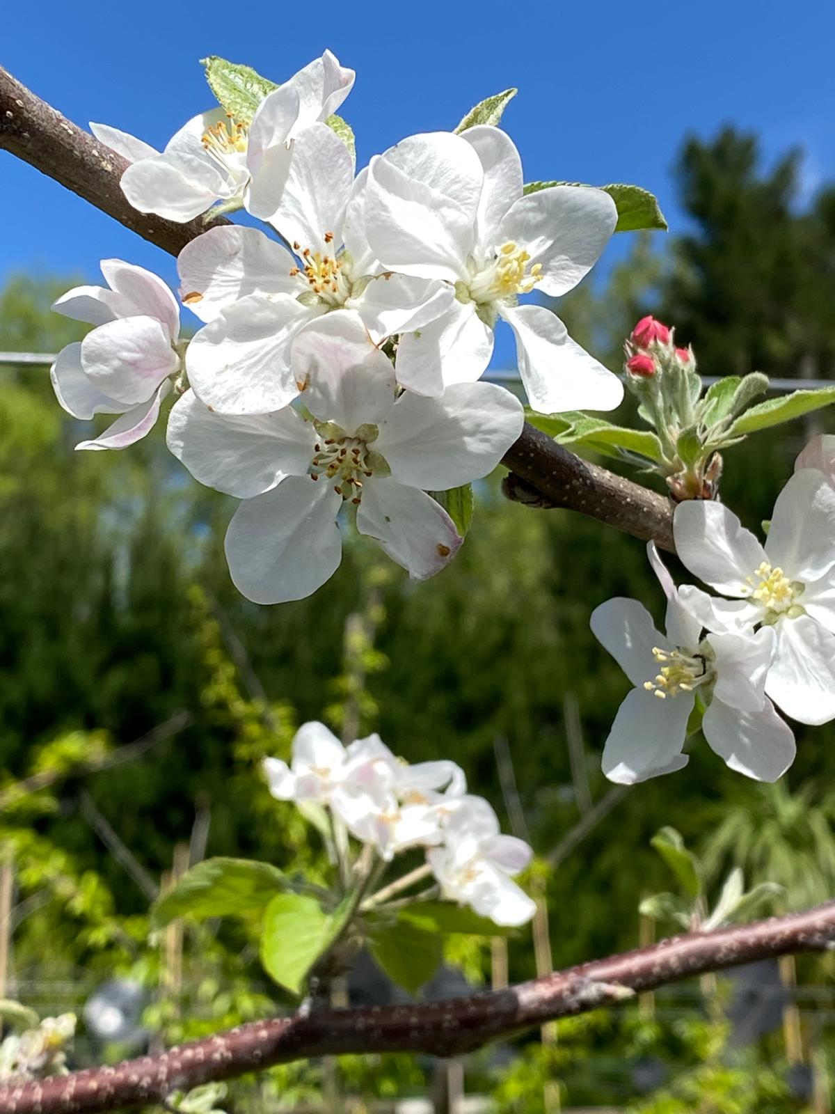 Apple 'Fuji" white spring flowers
