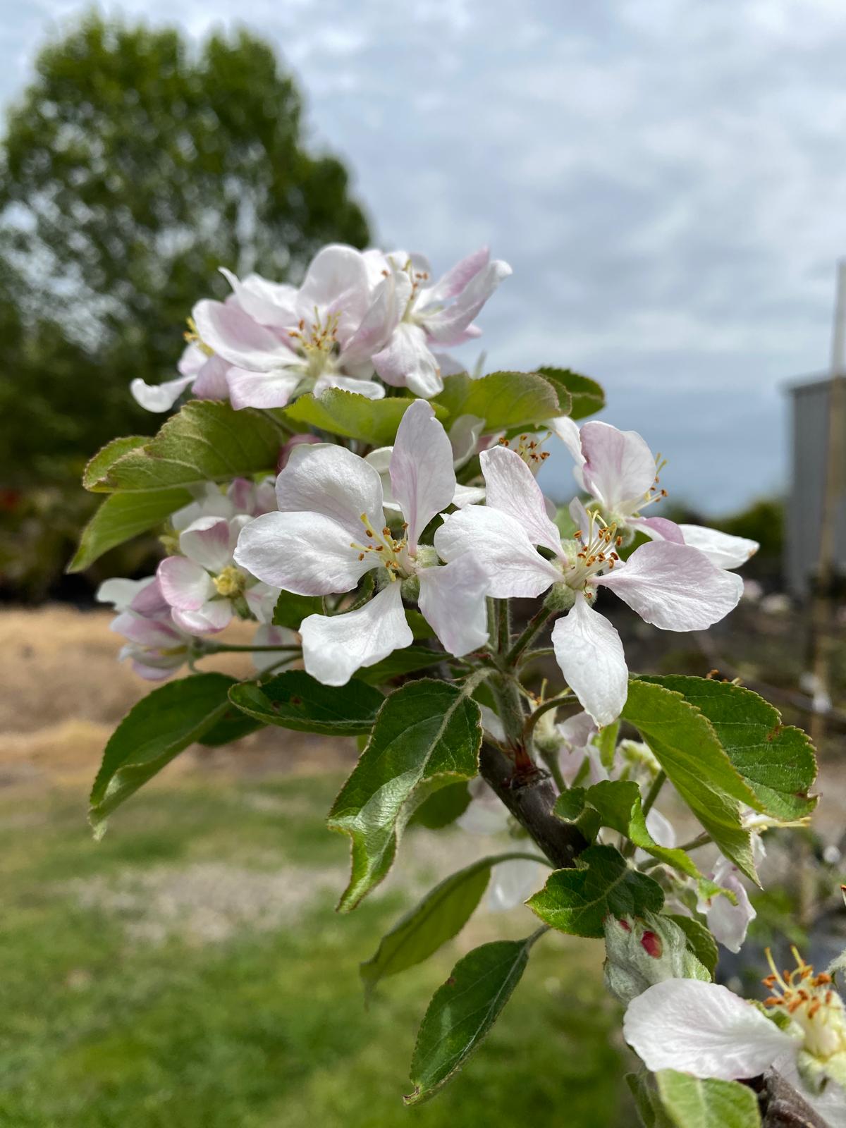 Apple 'Royal Gala' white blushed pink flowers spring