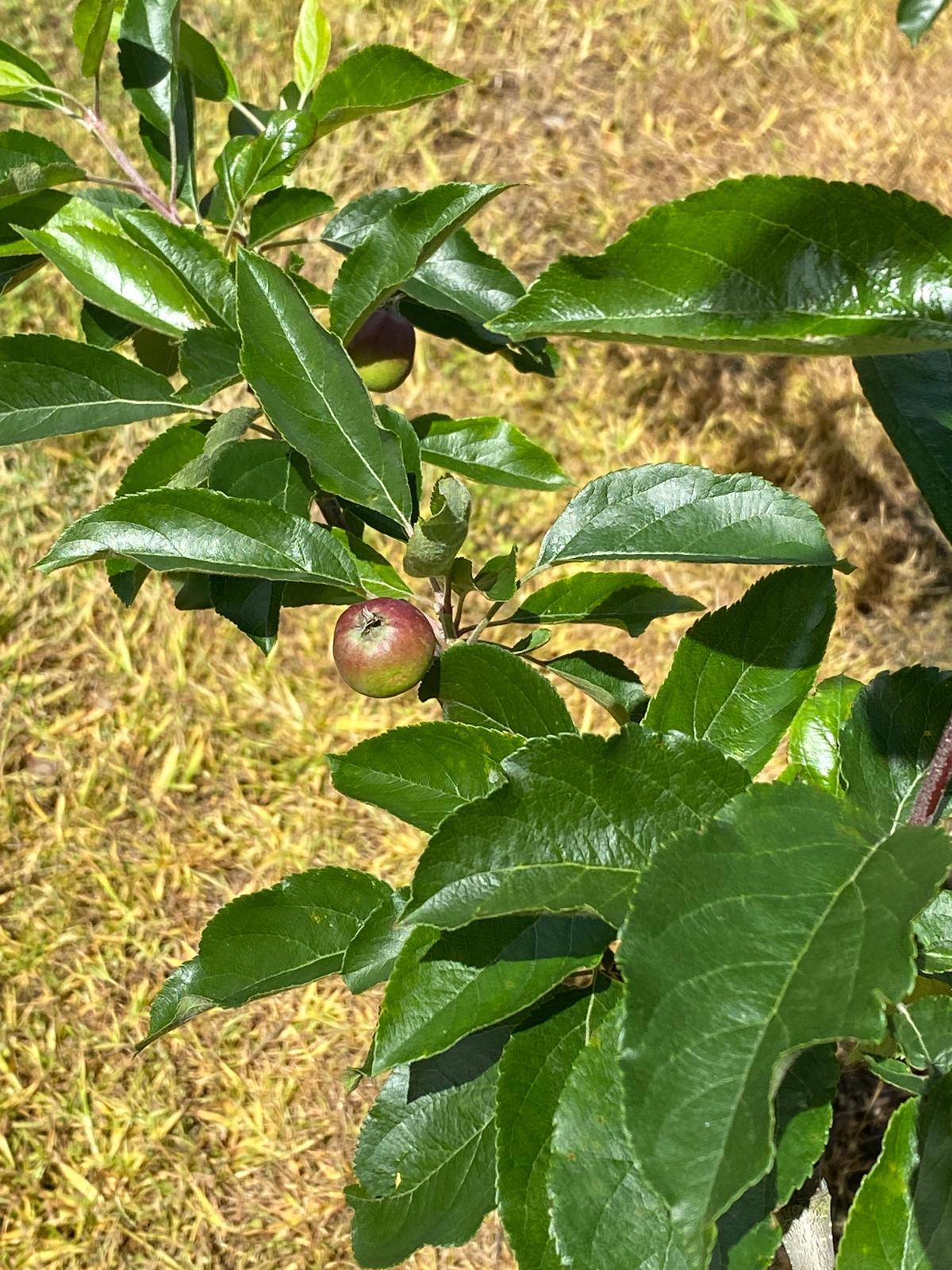 Apple 'Royal Gala' green summer leaf
