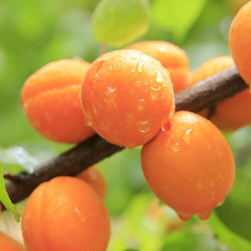 Apricot 'Katy Cot' (Prunus armeniaca) orange fruits
