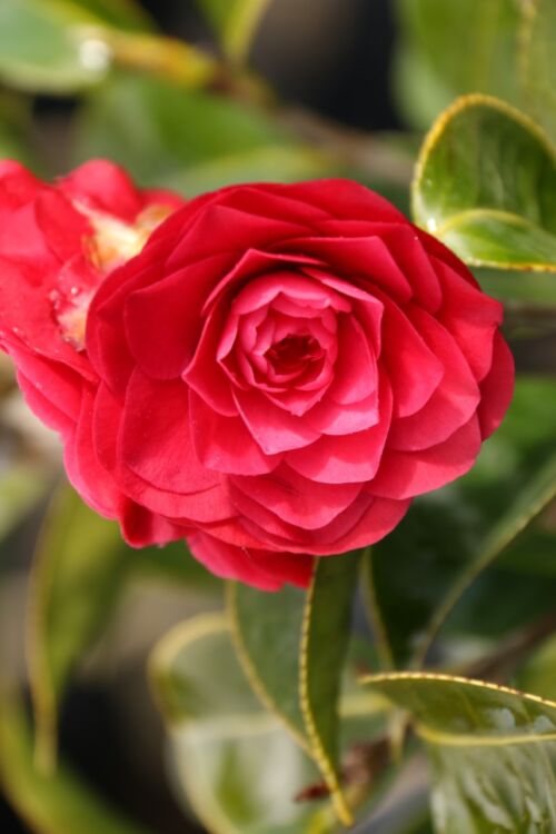 Camellia japonica ‘Roger Hall’ red flower in summer