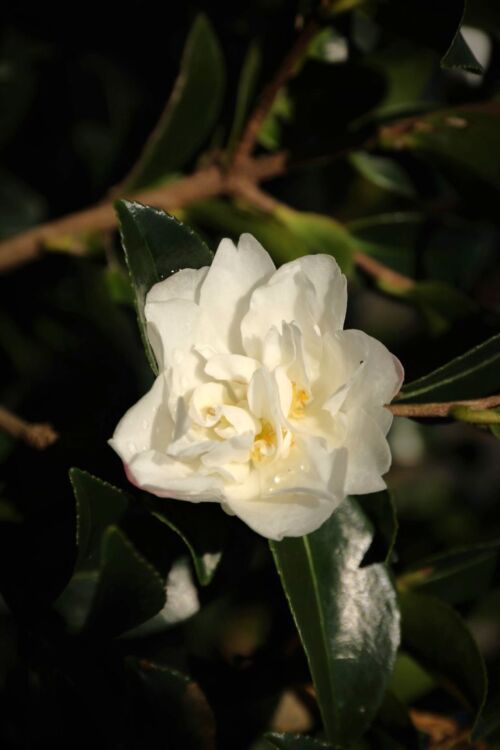 Camellia sasanqua ‘Silver Dollar’ white ruffled flower