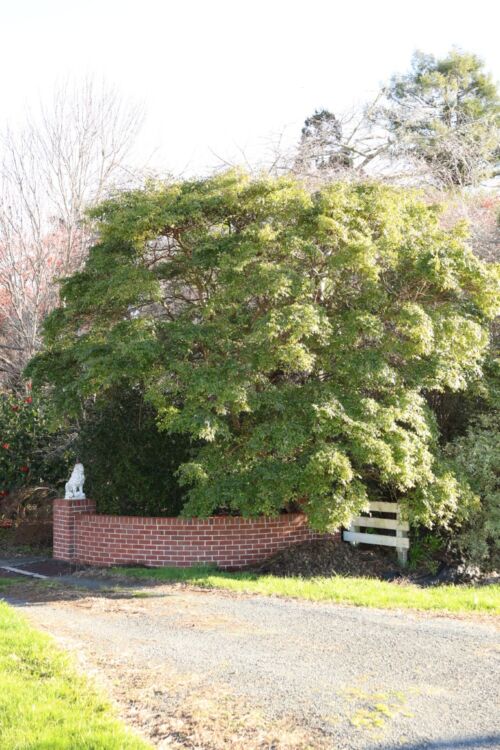 Carpodetus serratus - Putaputaweta in an urban garden