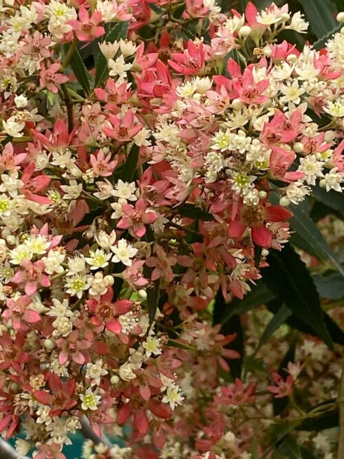 Ceratopetalum gummiferum - New South Wales Christmas Bush small red and white flowers
