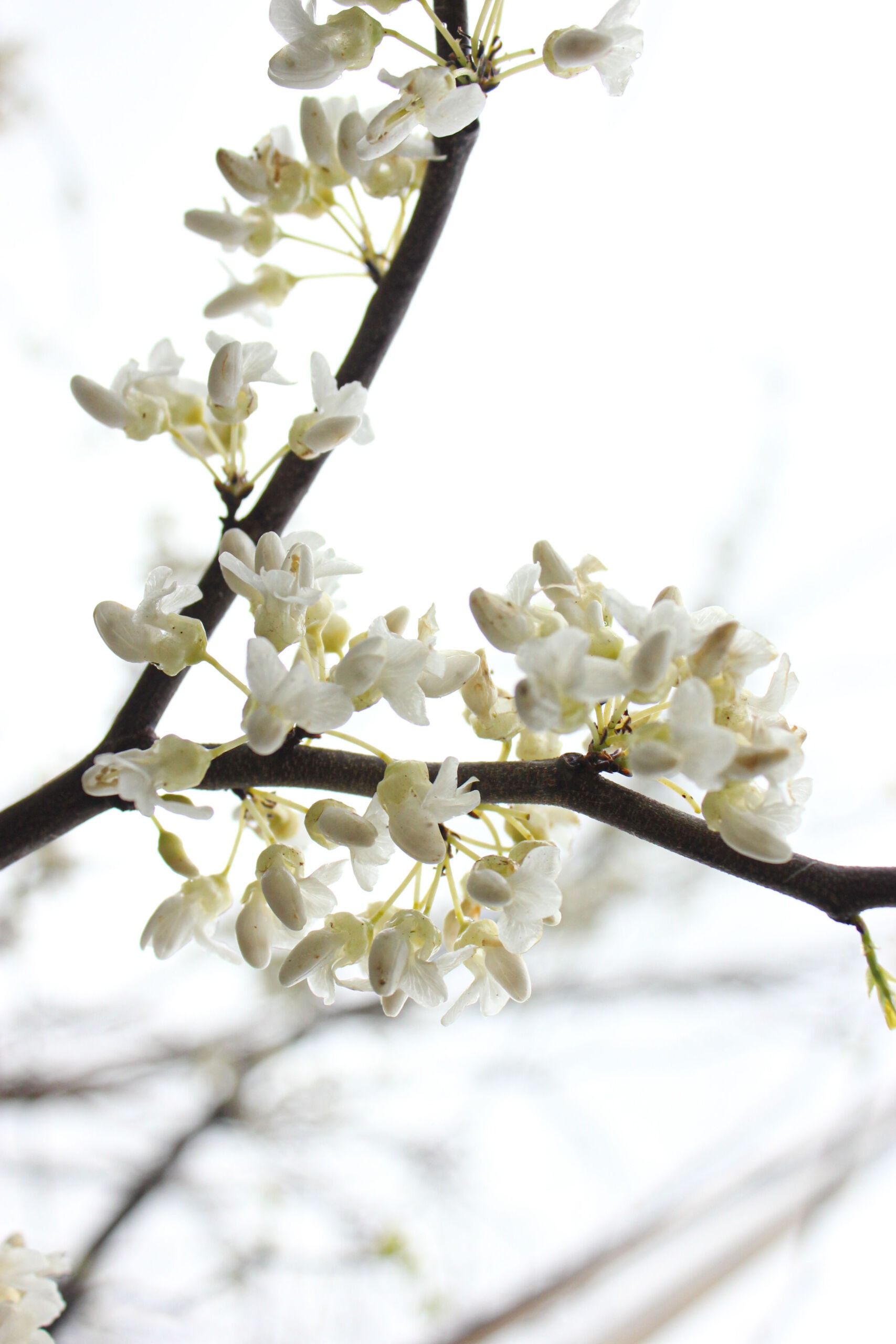 Cercis canadensis ‘Texas White’ pea like small whote flowers