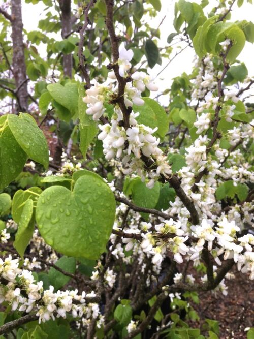 Cercis canadensis ‘Texas White’ Green heart shaped leaves and small white pea like flowers.