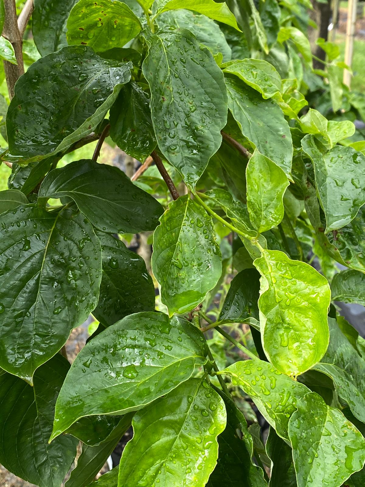 Cornus ‘Eddies White Wonder’ green summer leaves