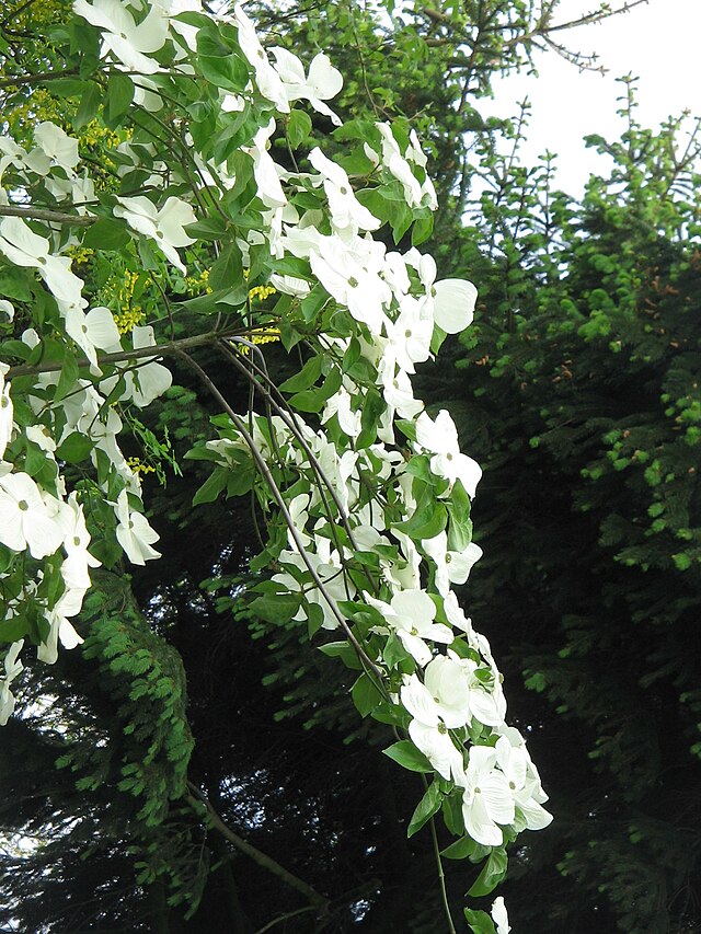 Cornus ‘Eddies White Wonder’ white flowers in cascading branches