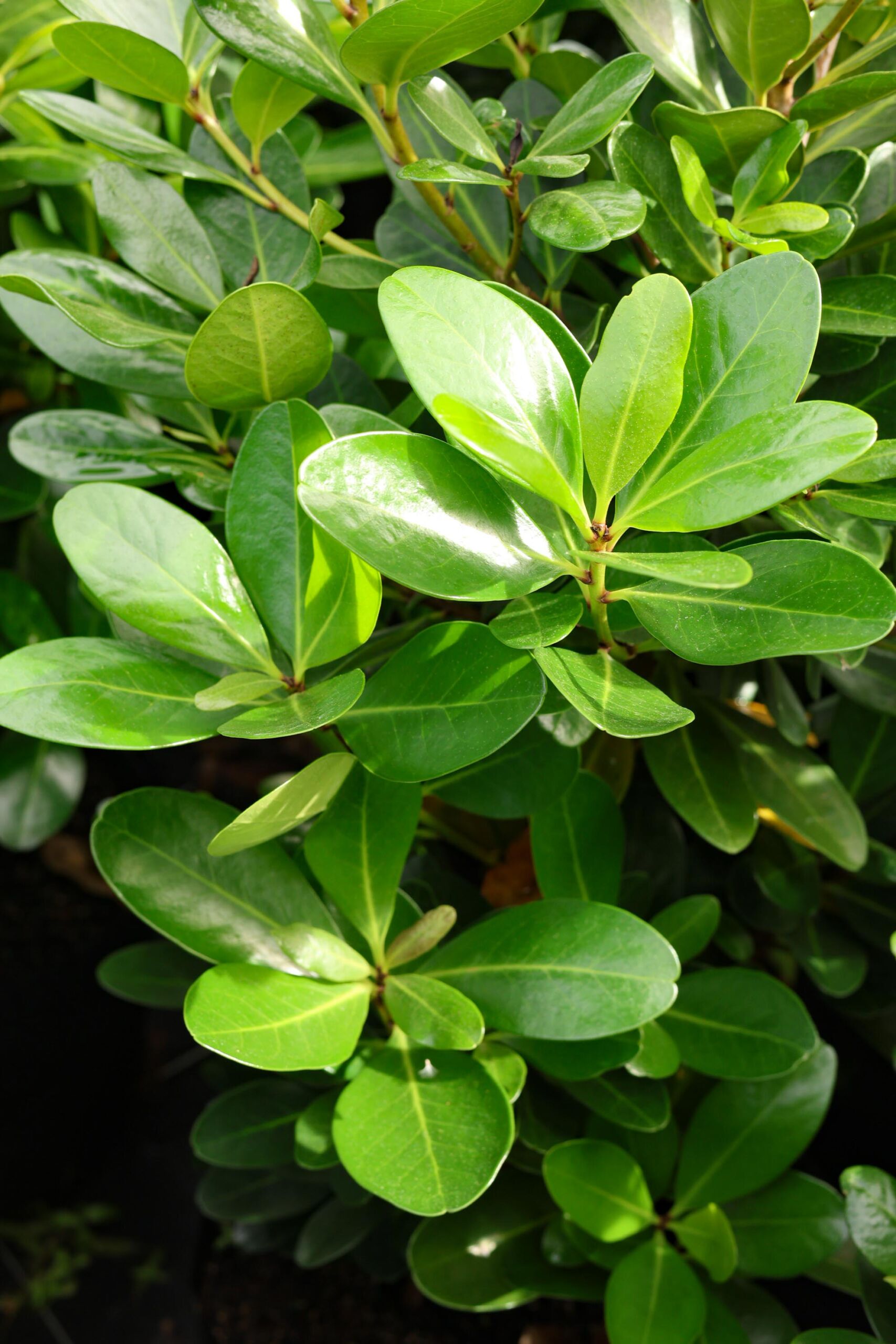 Corynocarpus laevigatus ‘Minima’ green foliage