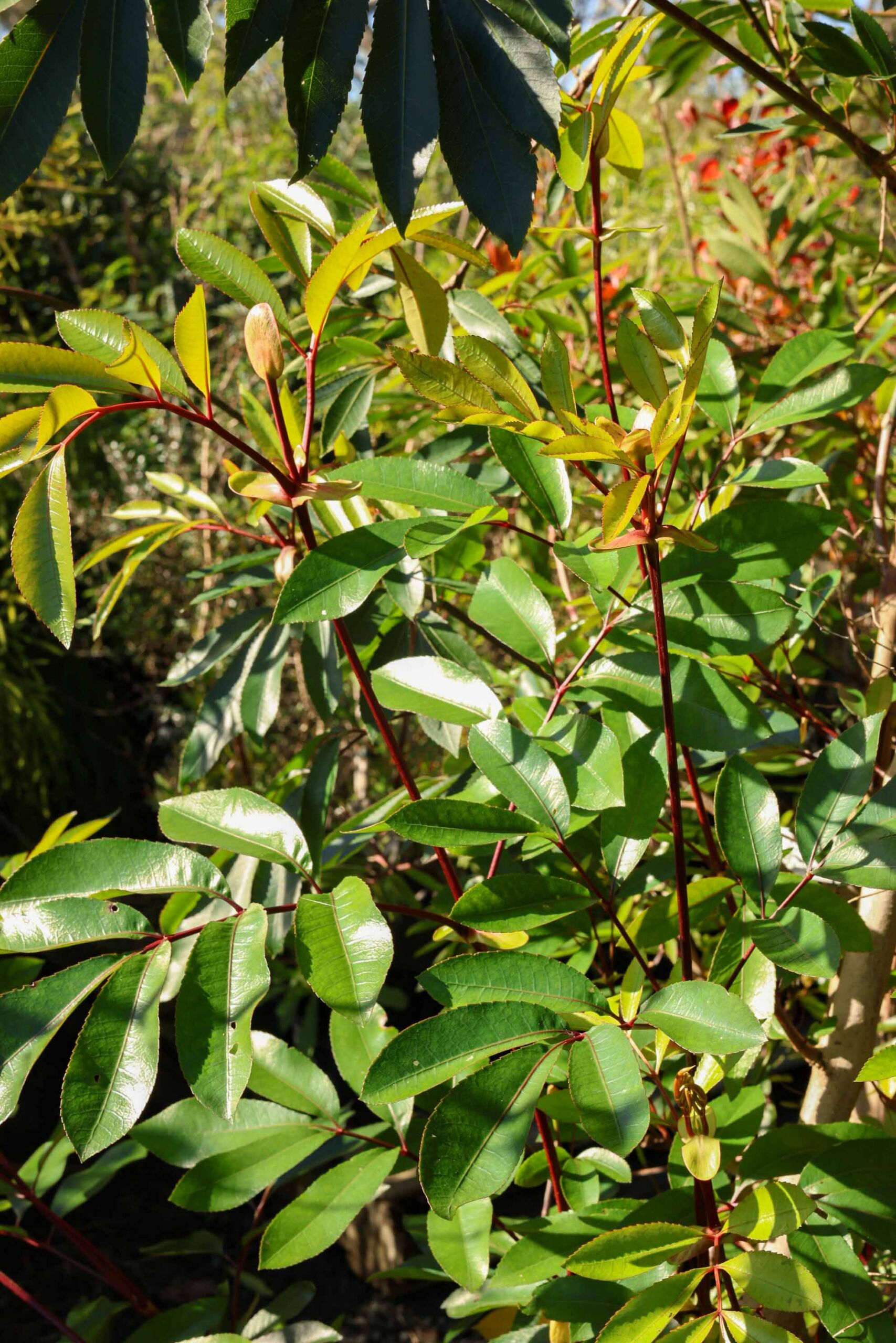 Cunonia capensis - Butter knife bush green foliage
