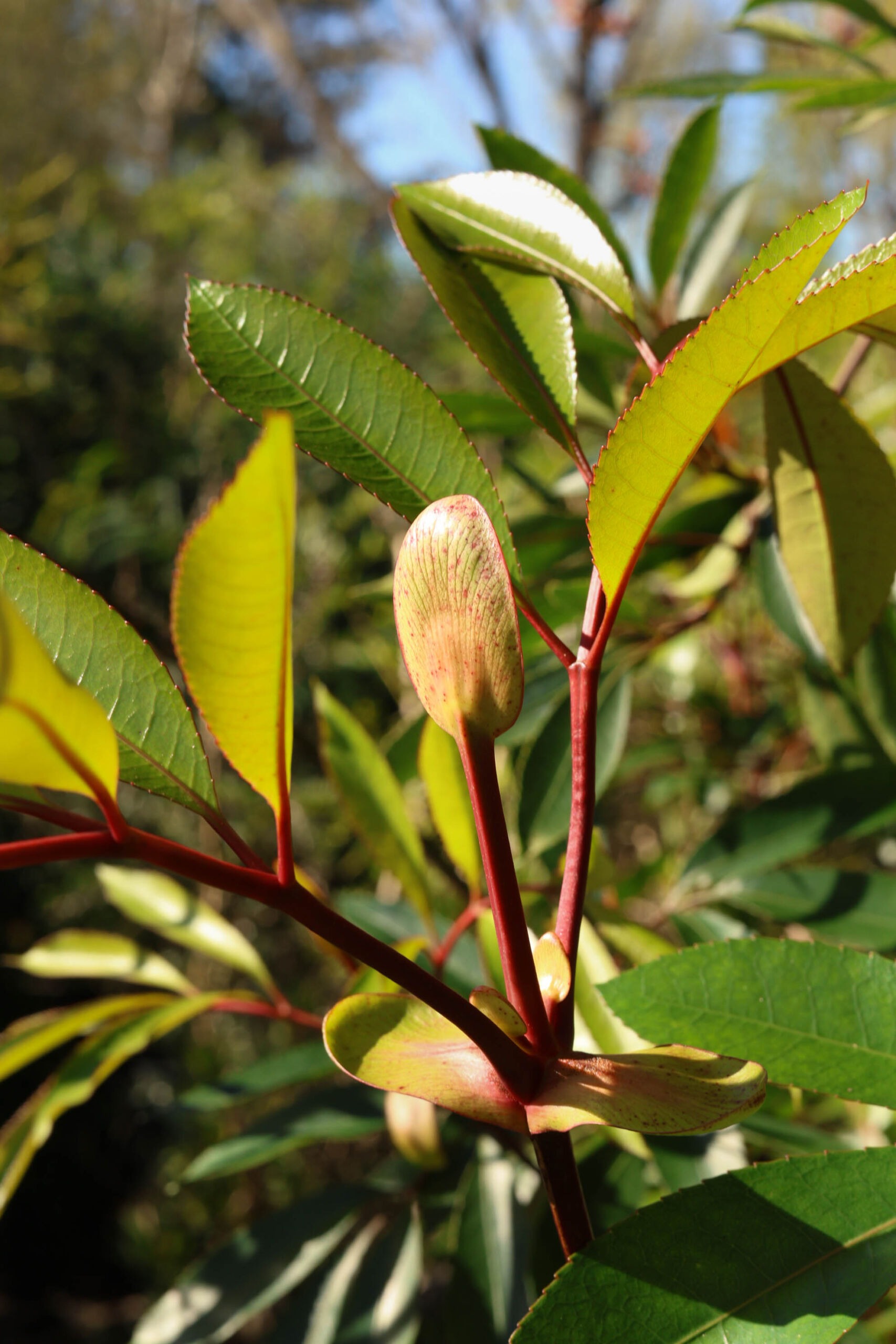 Cunonia capensis - Butter knife bush showing butter knife foliage