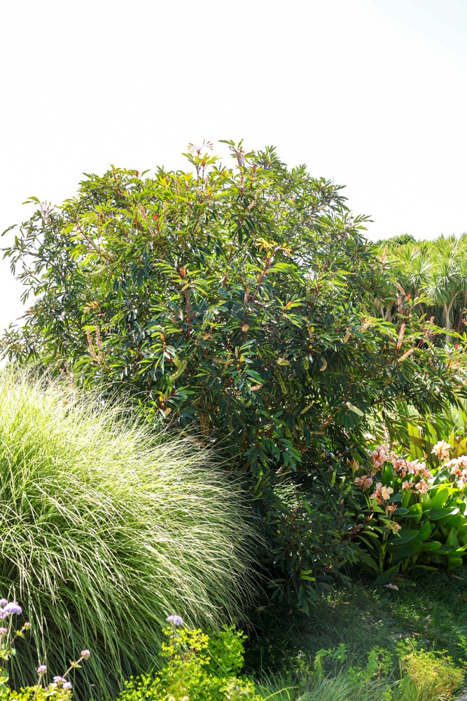 Cunonia capensis - Butter knife bush small tree in Auckland Botanical Gardens over summer