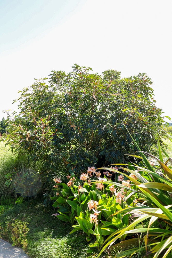 Cunonia capensis - Butter knife bush small tree in Auckland Botanical Gardens over summer