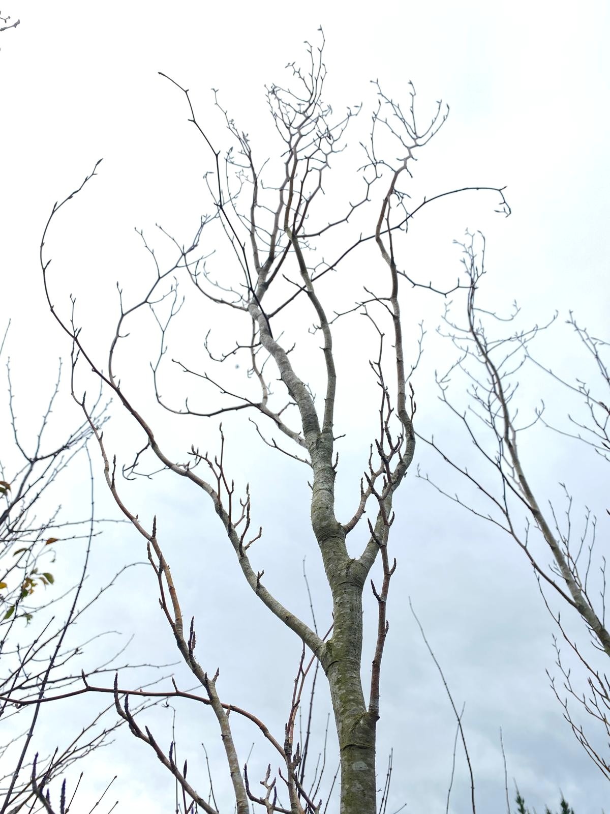 Fagus sylvatica ‘Dawyck’ - Columnar English Beech, branches, erect tree, narrow columnare in winter