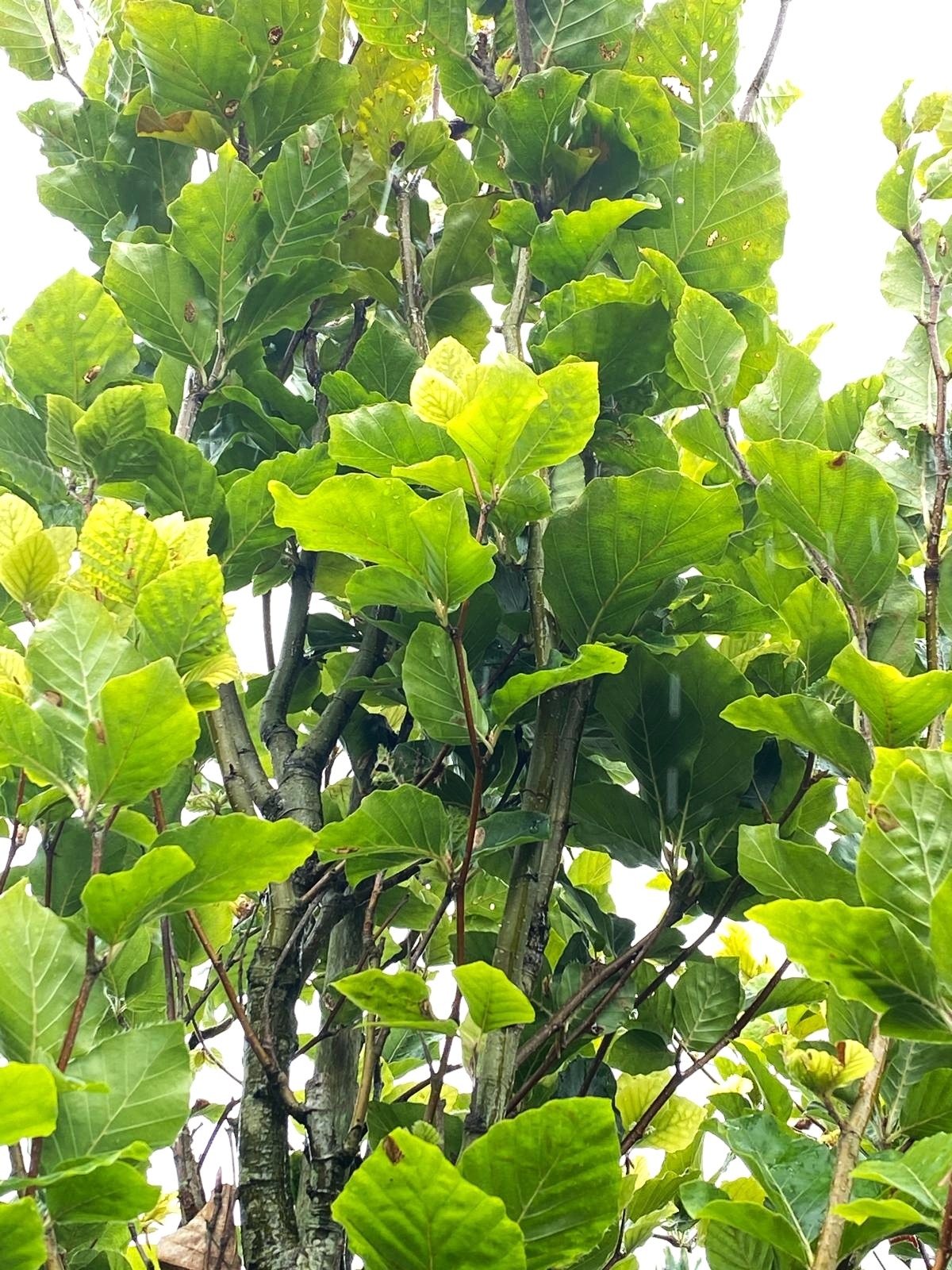 Fagus sylvatica ‘Dawyck’ - Columnar English Beech green summer leaves